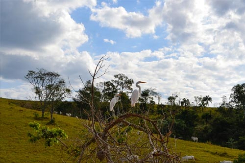 Curiosidade sobre �guas de Lind�ia